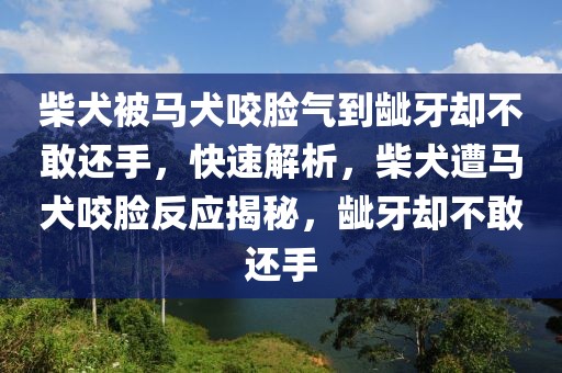 柴犬被馬犬咬臉氣到齜牙卻不敢還手，快速解析，柴犬遭馬犬咬臉?lè)磻?yīng)揭秘，齜牙卻不敢還手